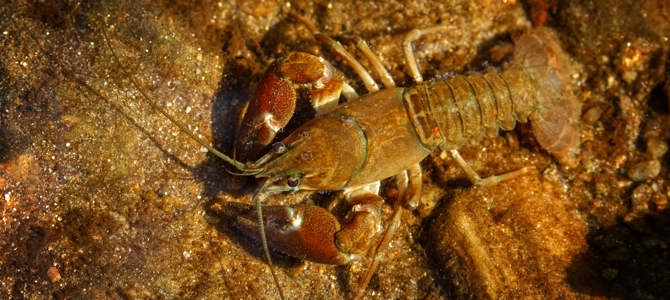 Crayfish survey
