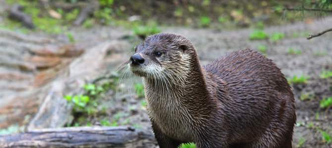 Otter survey