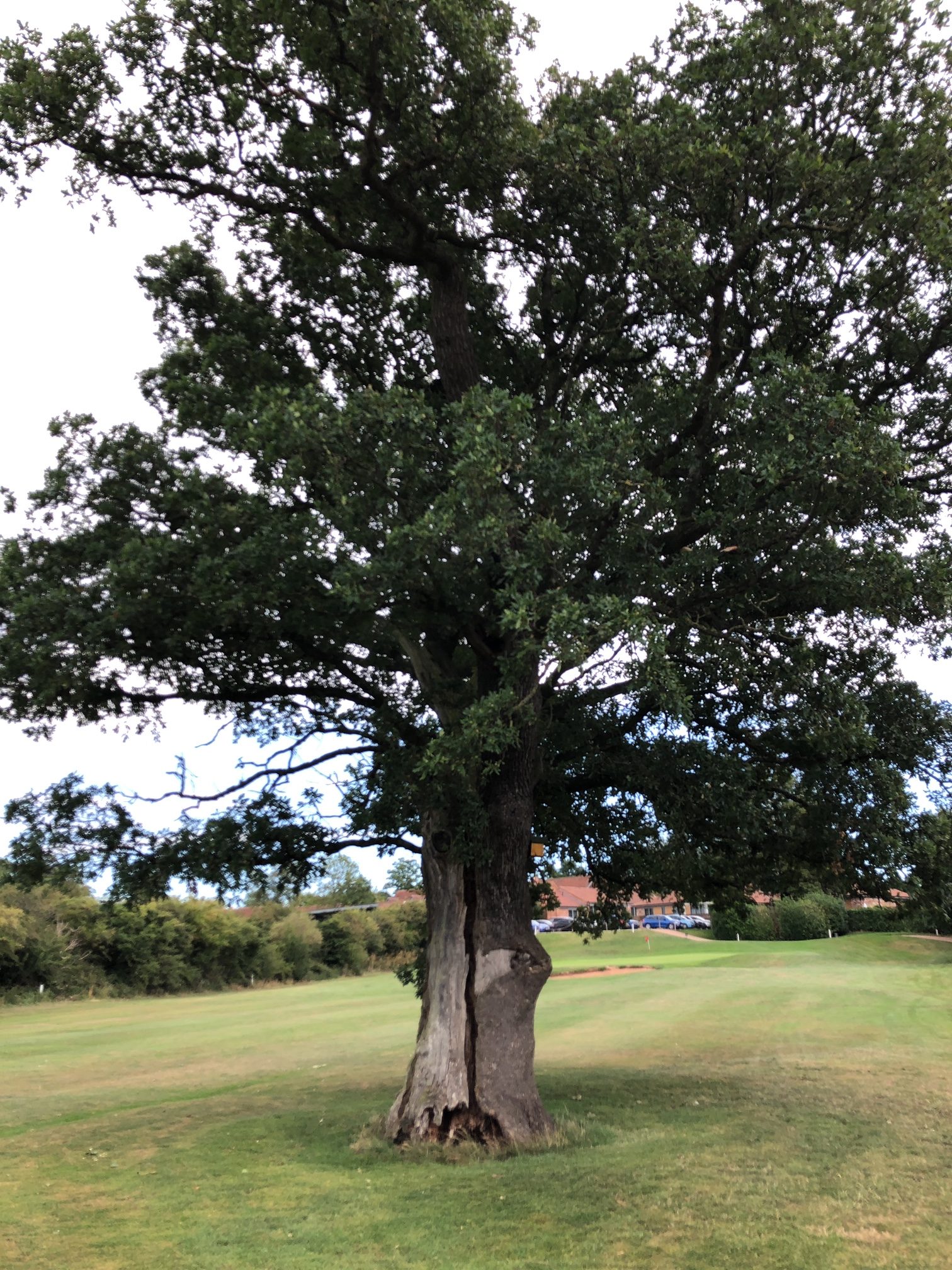 Arborist Explains Benefits Of Tree Veteranisation | RammSanderson