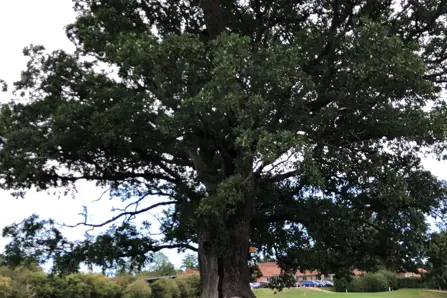 Arboricultural Impact Assessment Arboricultural Impact Assessment