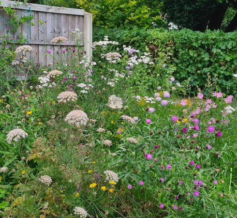 Wildflower garden