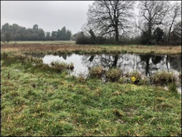 Translocation of GCN's