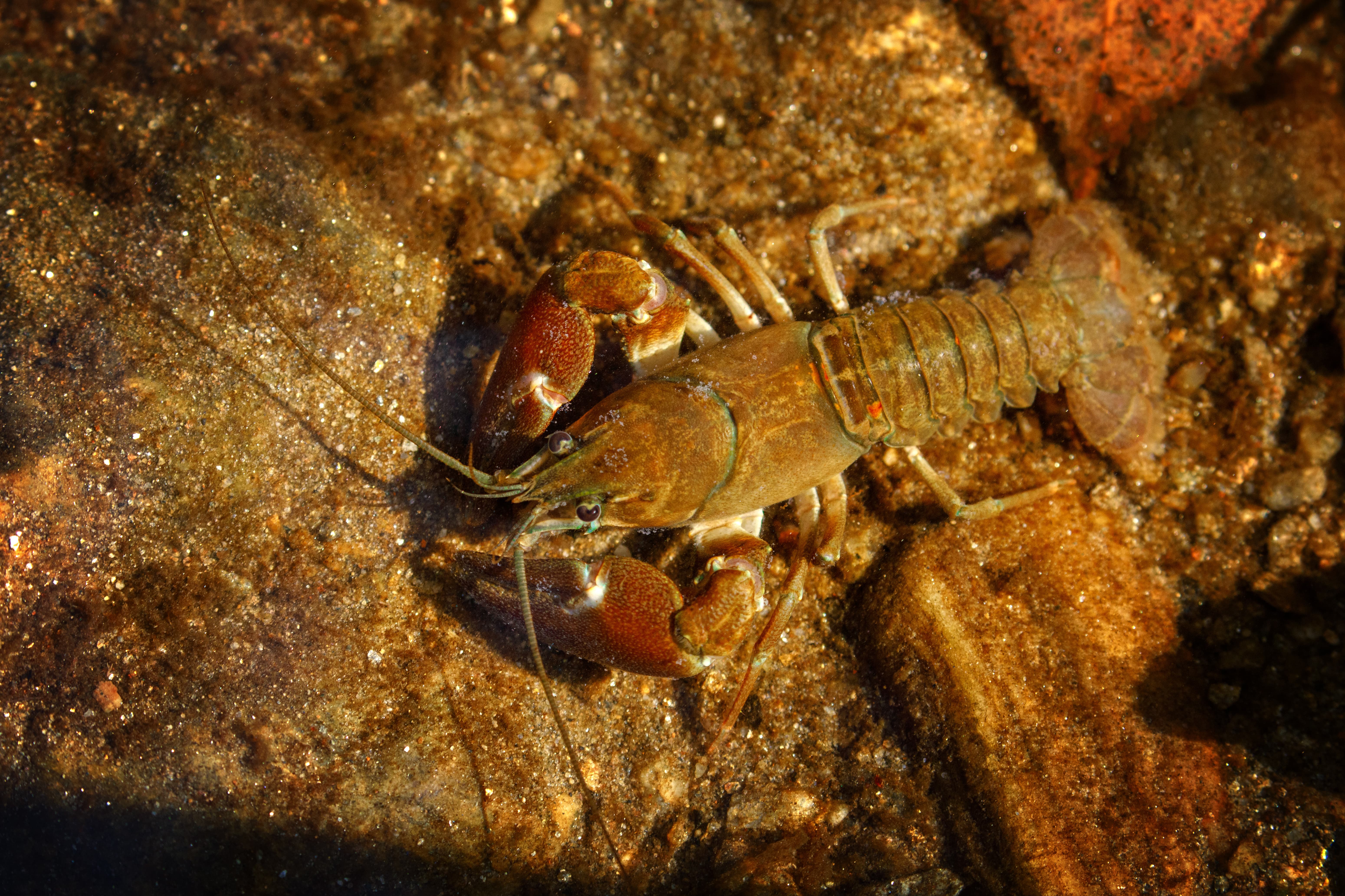Crayfish survey