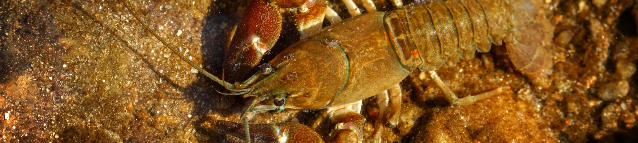 Crayfish survey Crayfish survey