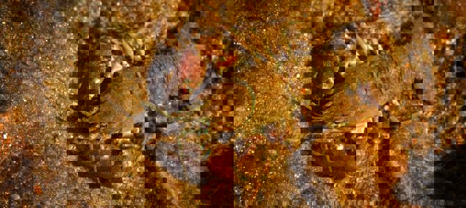 Crayfish survey Crayfish survey