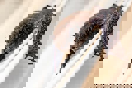 Bat surveys Bat surveys