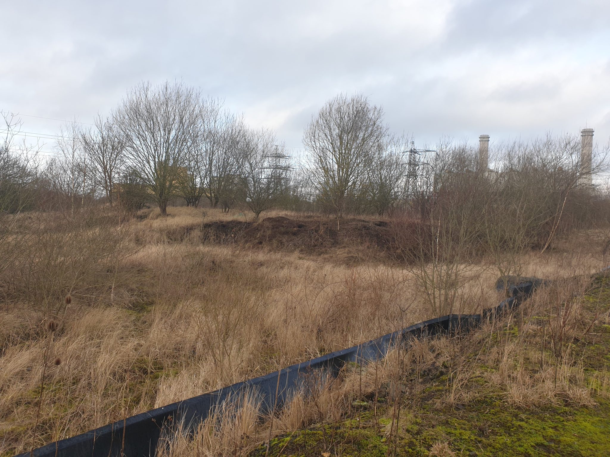 Trapping and translocation of the Great Crested Newts.