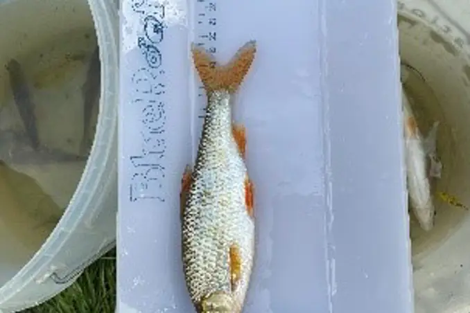 Electrofishing Electrofishing