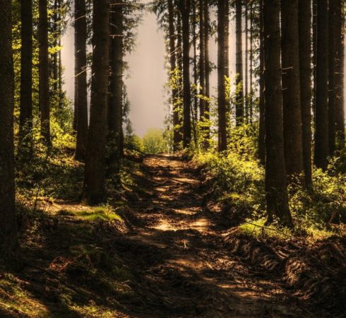 Trees