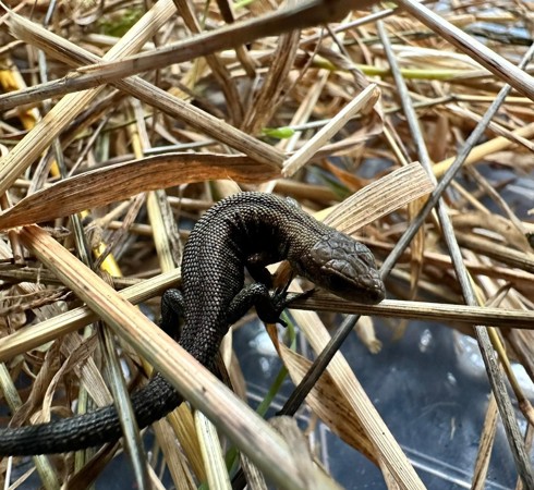 Juvenille Common Lizard