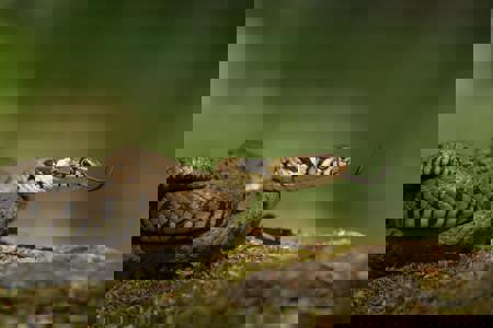 Reptile survey Reptile survey