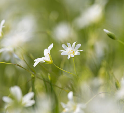 Wild flowers