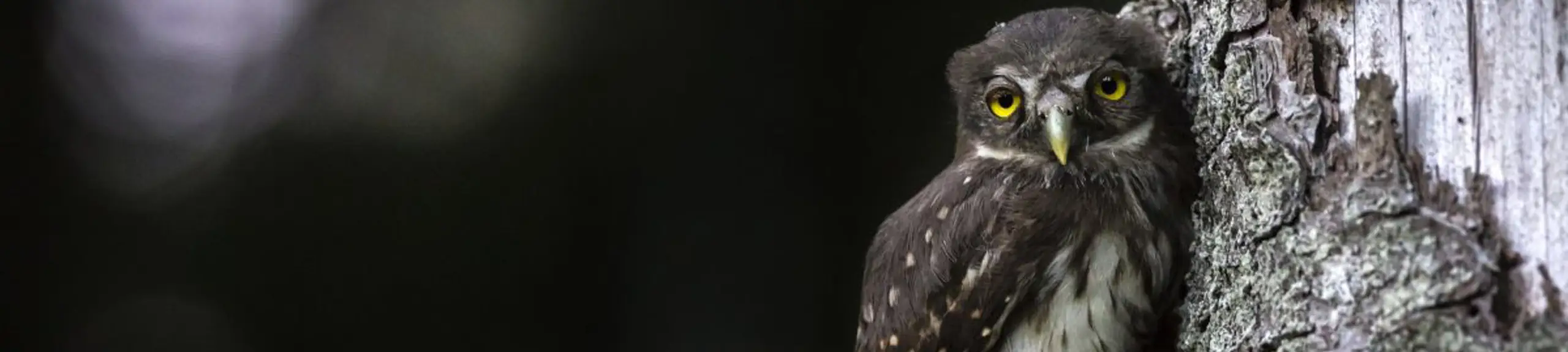 An owl An owl
