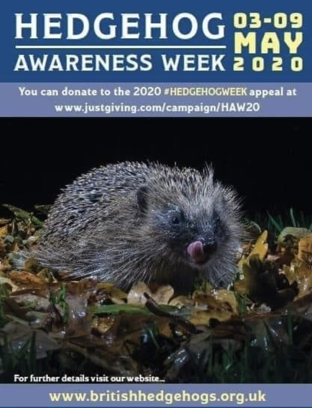 Hedgehog awareness week