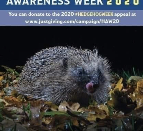 Hedgehog awareness week