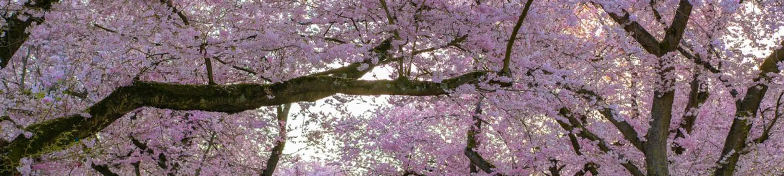 Tree blossom Tree blossom