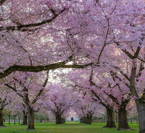 Tree blossom