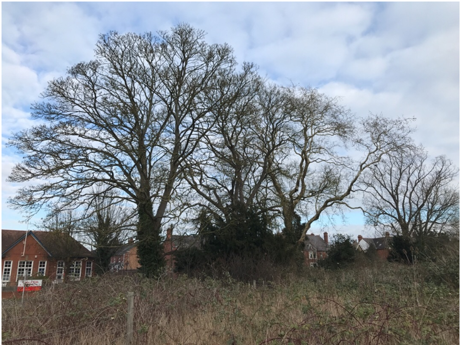 Phase 1 habitat survey