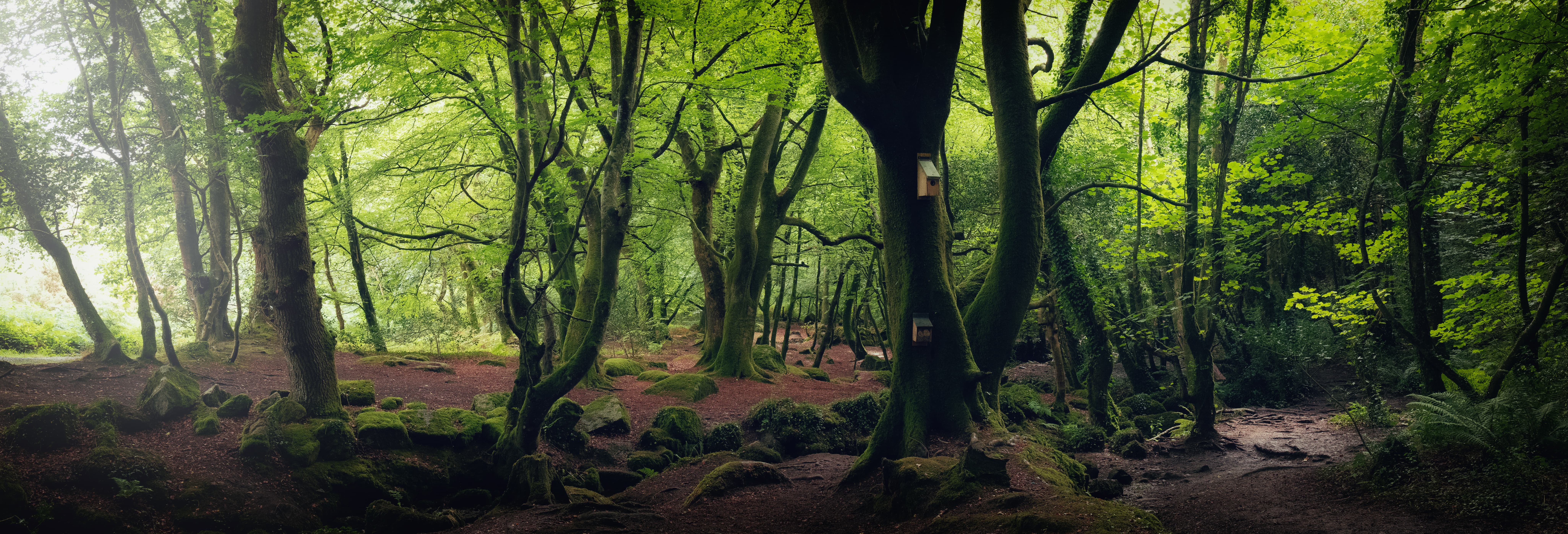 Bird boxes on a tree