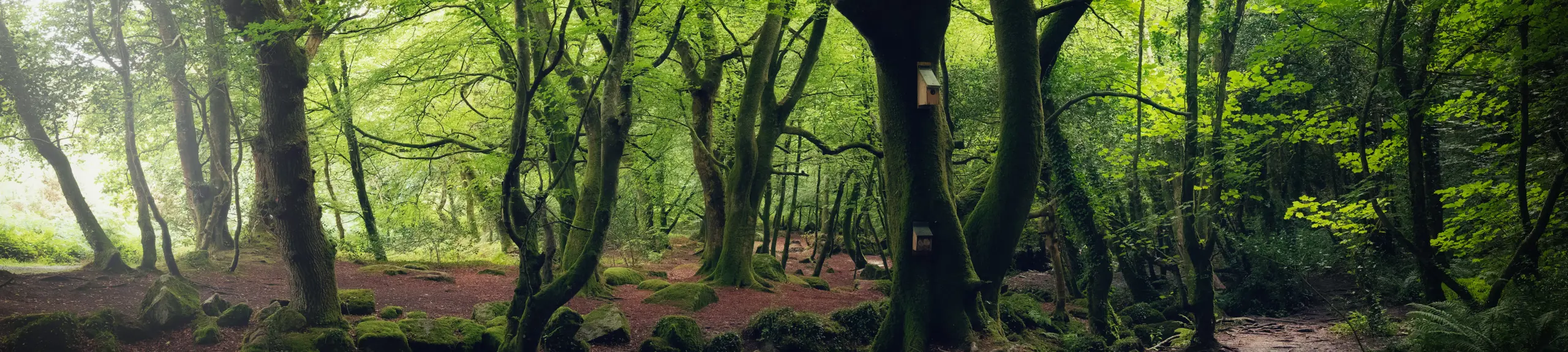 Bird boxes on a tree Bird boxes on a tree