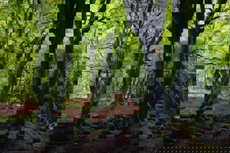 Bird boxes on a tree Bird boxes on a tree