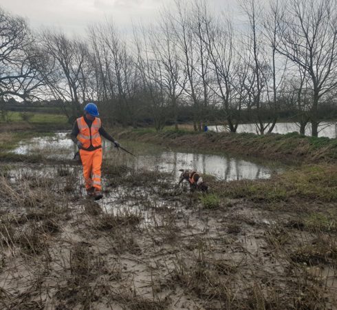 Great Crested Newt Low Impact Class Licence (LICL)