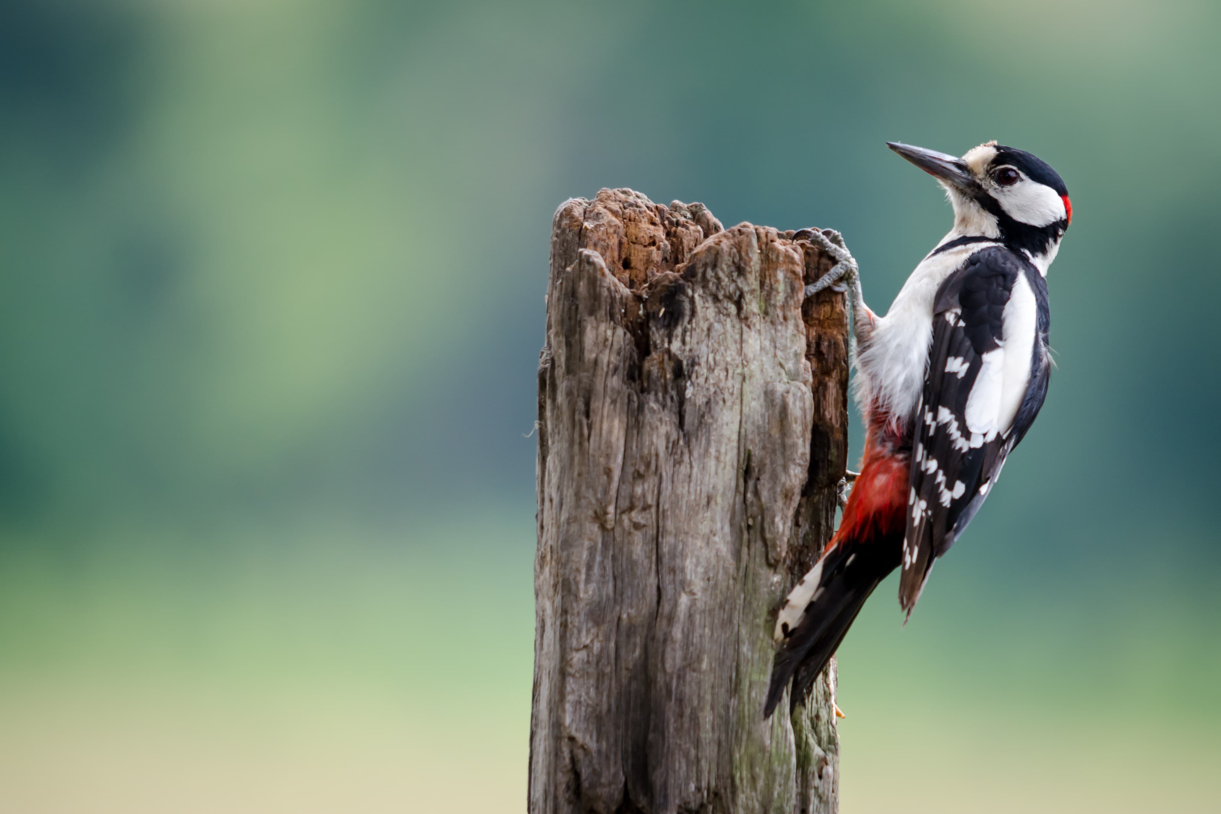 Woodpecker