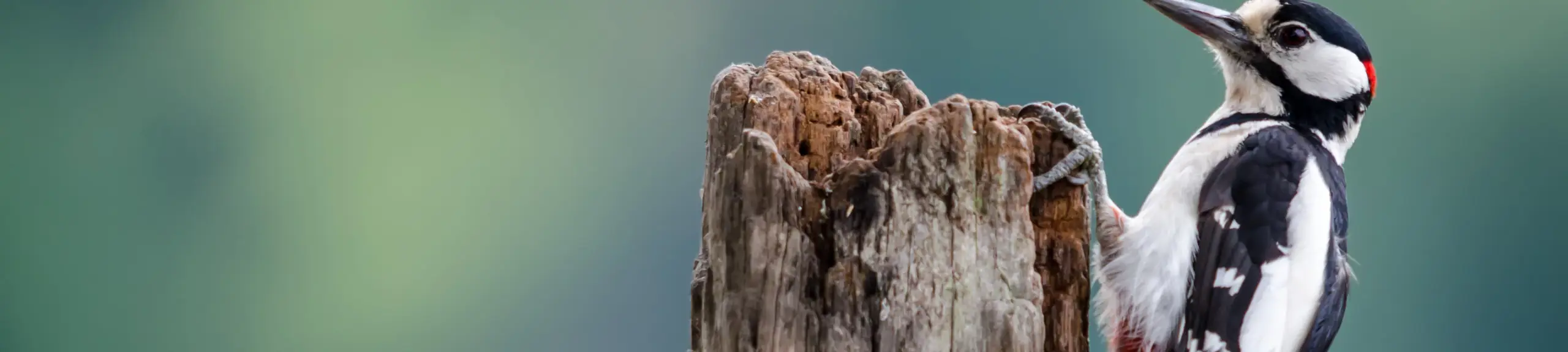 Woodpecker Woodpecker