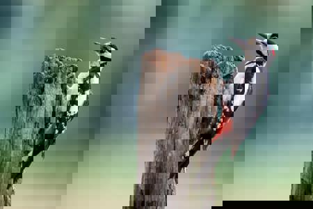 Woodpecker Woodpecker