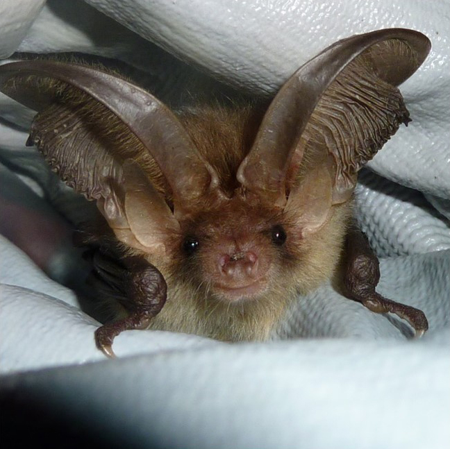 Brown Long Eared Bat