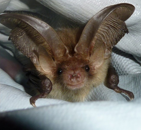 Brown Long Eared Bat