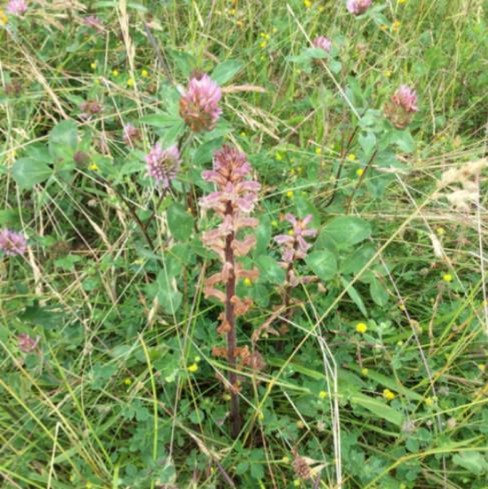 Broomrape Plant