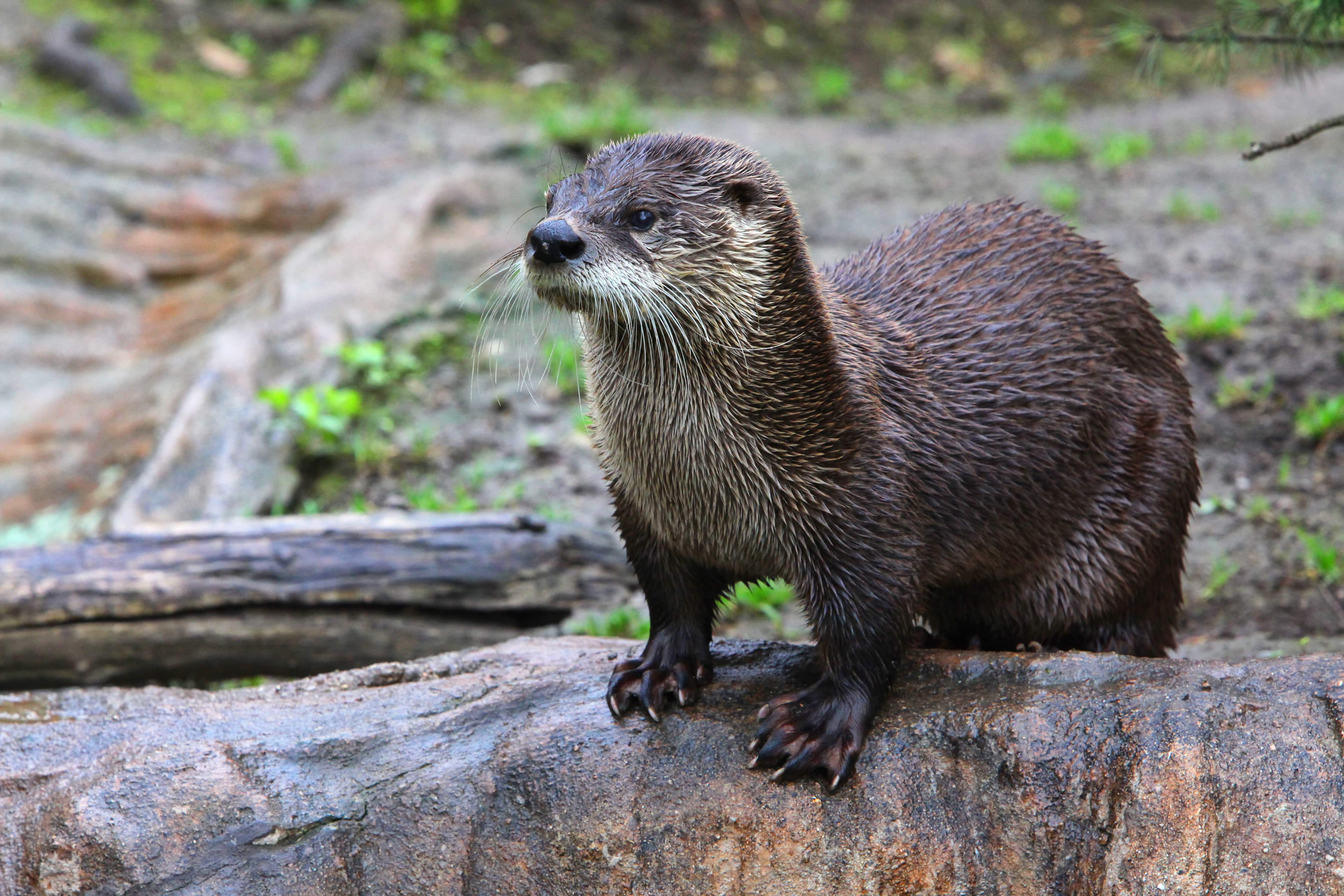 Otter survey