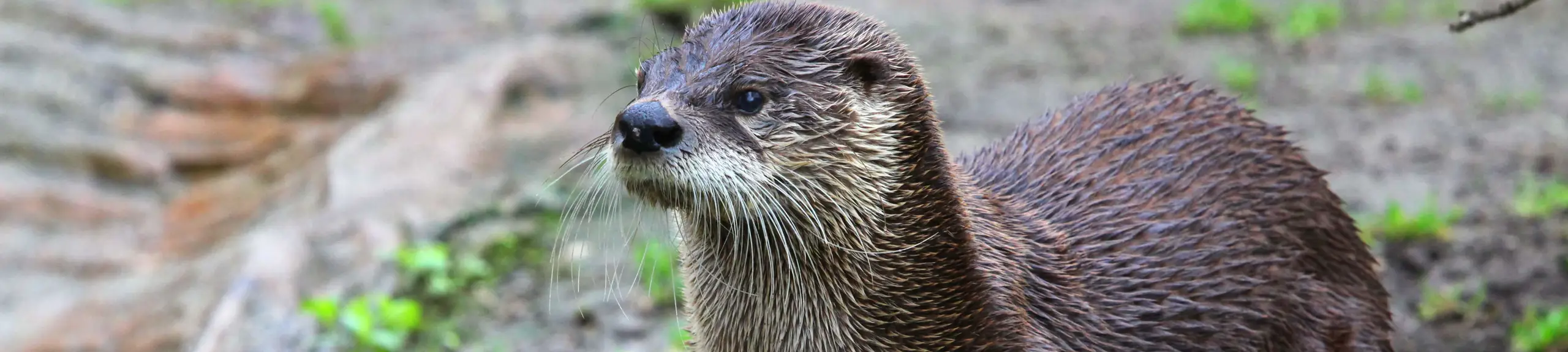 Otter survey Otter survey