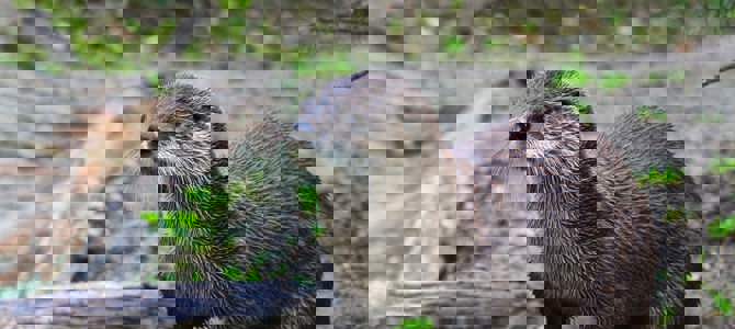 Otter survey Otter survey