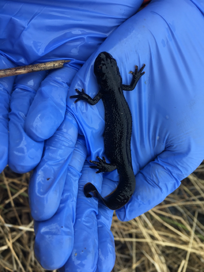 Great Crested Newt