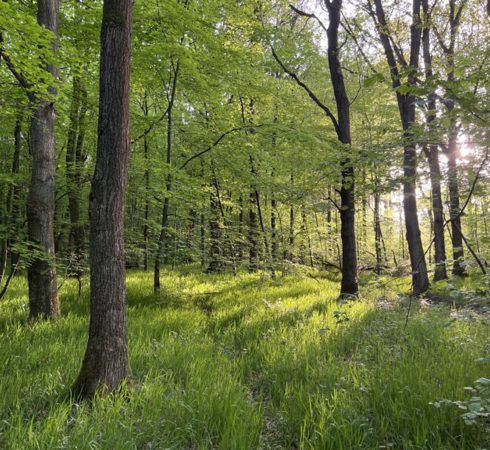 Arboriculture survey