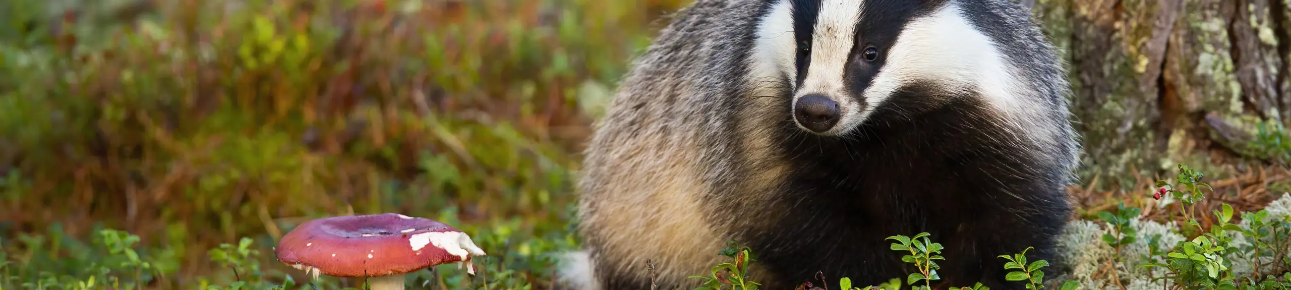 Badger Badger