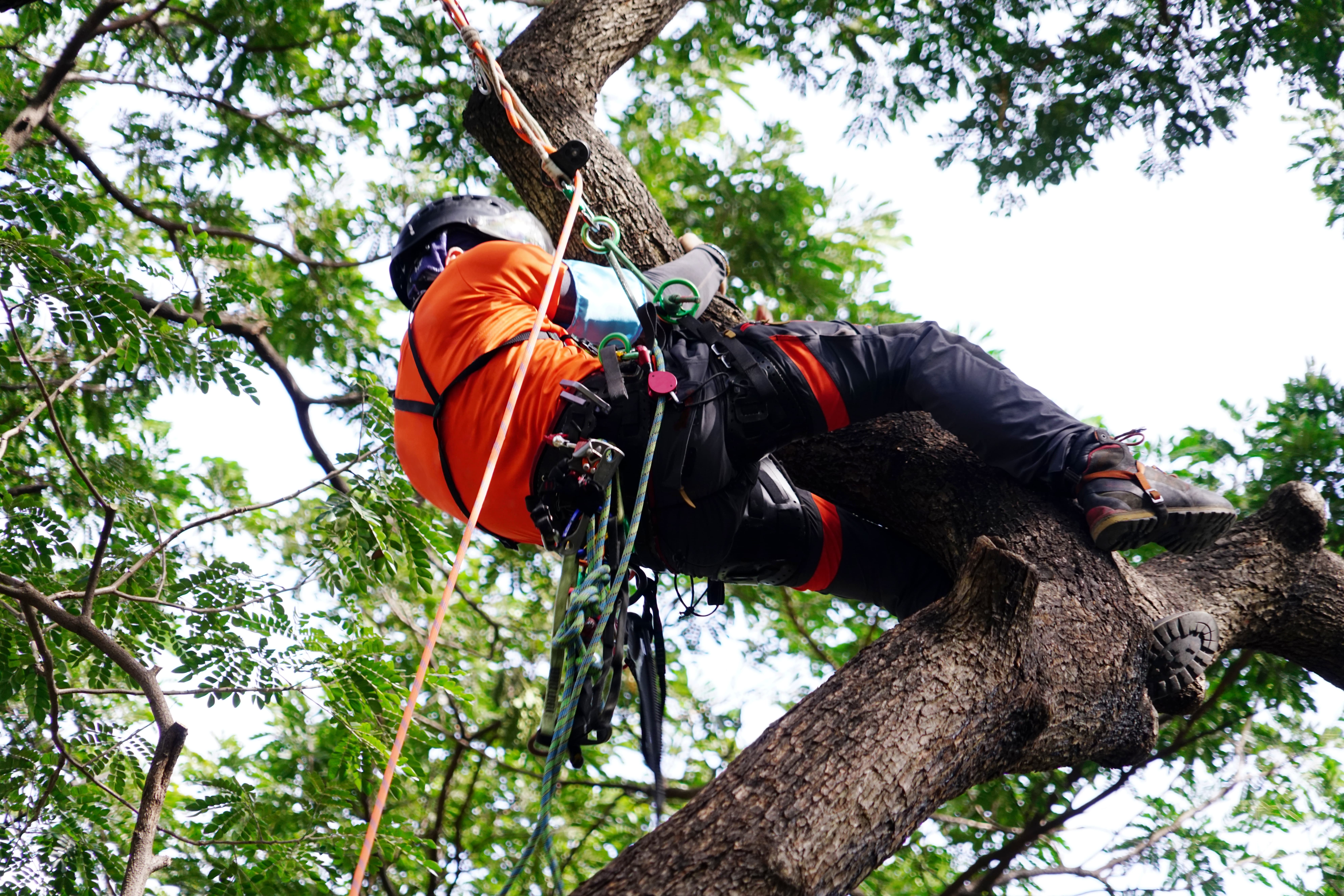 Tree climbing