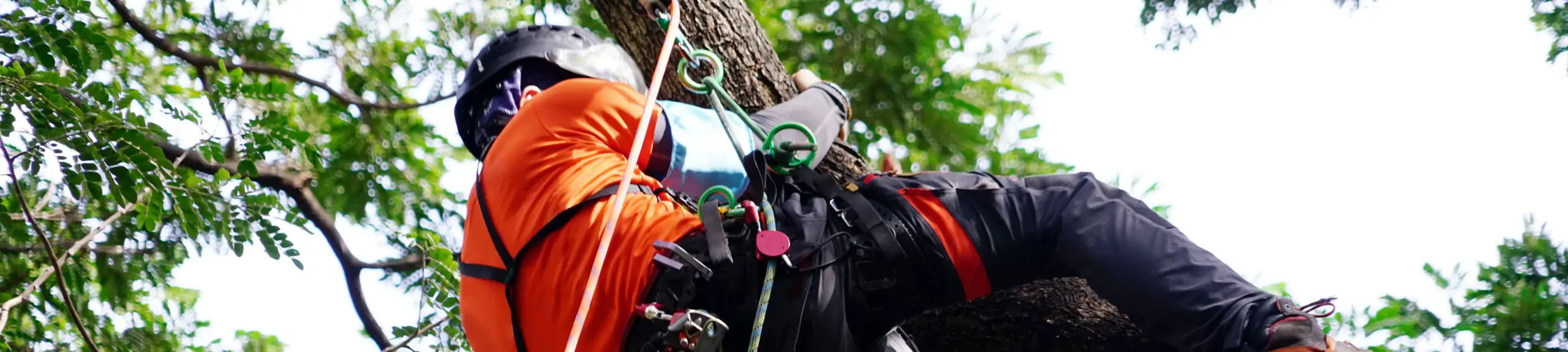 Tree climbing Tree climbing