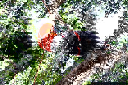 Tree climbing Tree climbing