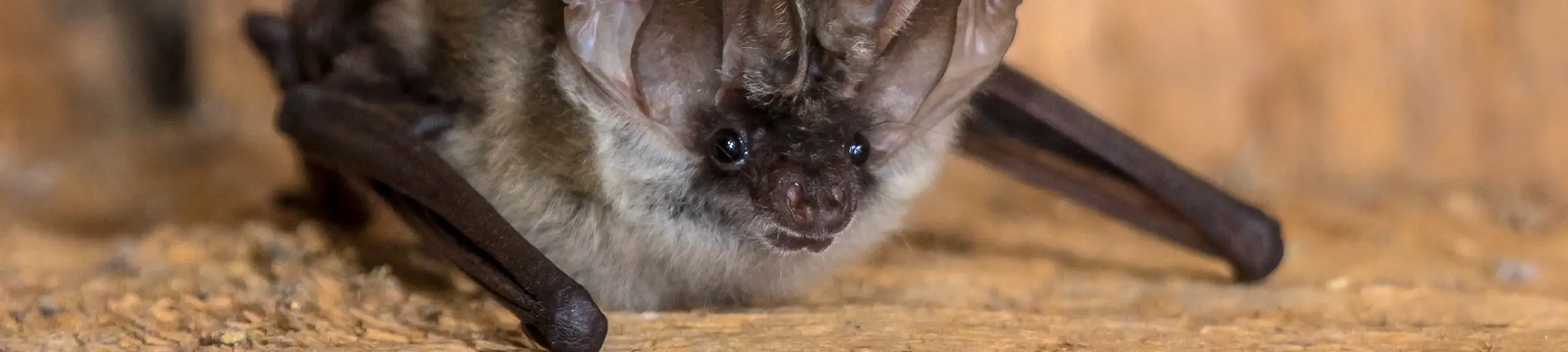 A bat A bat