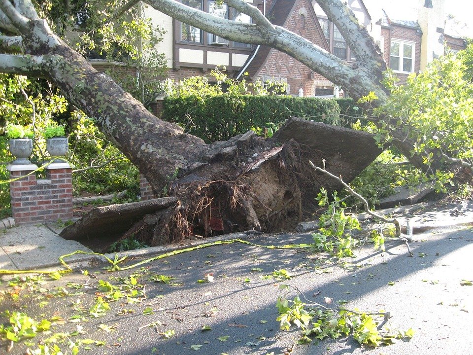Uprooted tree following high winds