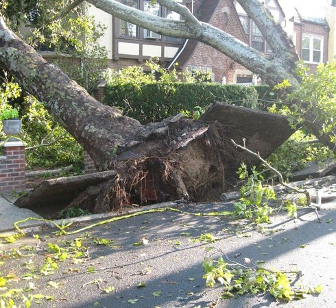 Uprooted tree following high winds