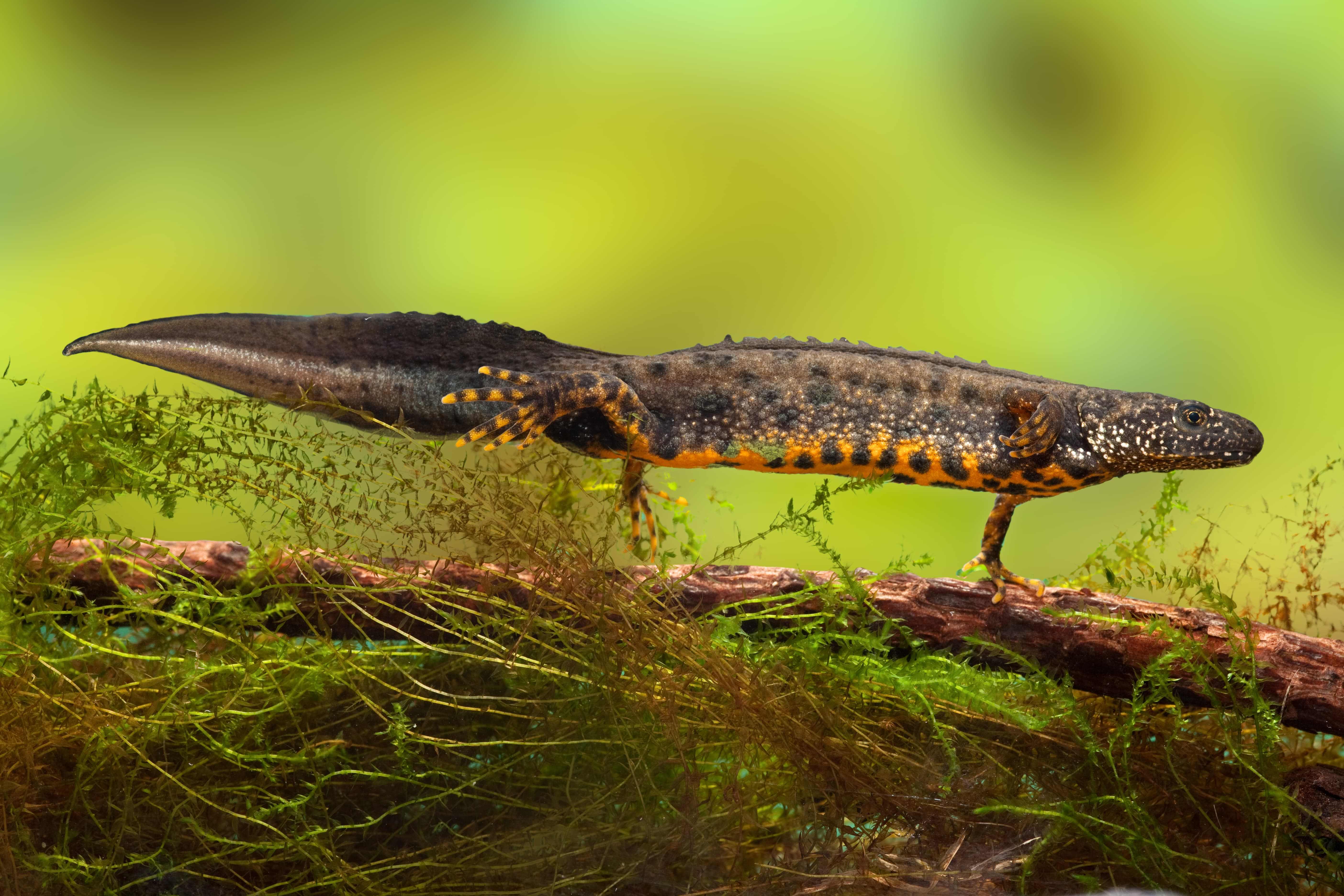 Great Crested Newt