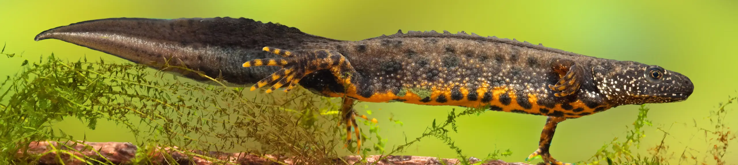 Great Crested Newt Great Crested Newt
