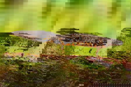 Great Crested Newt Great Crested Newt