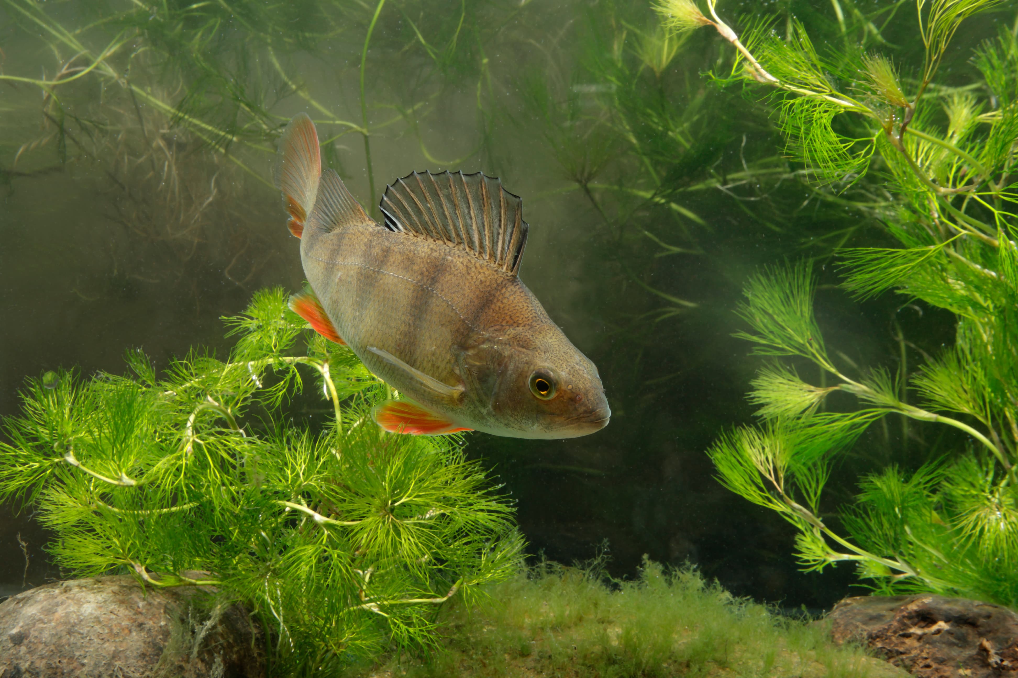 Fish survey conservation