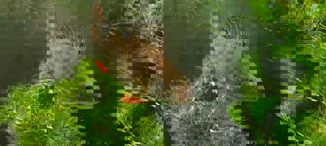 Fish survey conservation Fish survey conservation