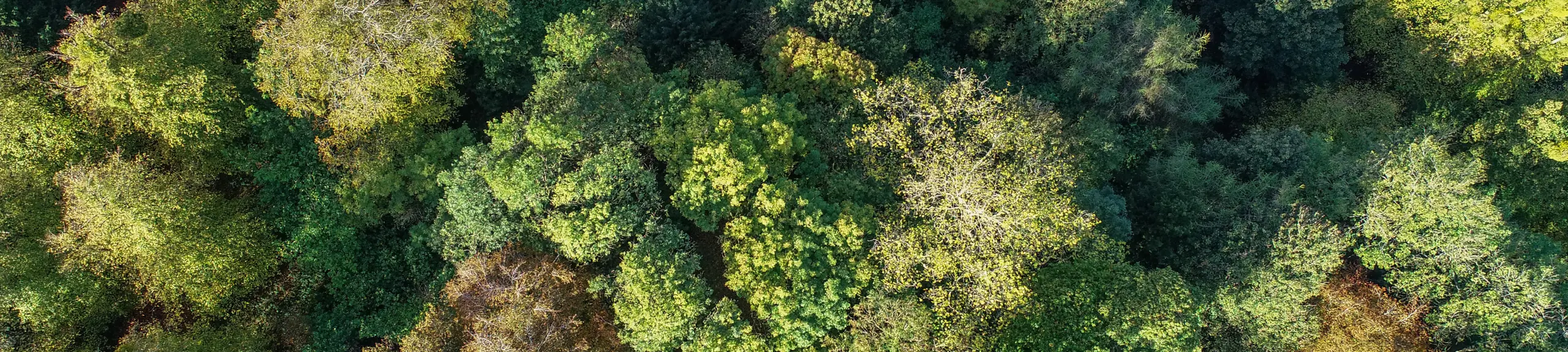 Aerial view trees